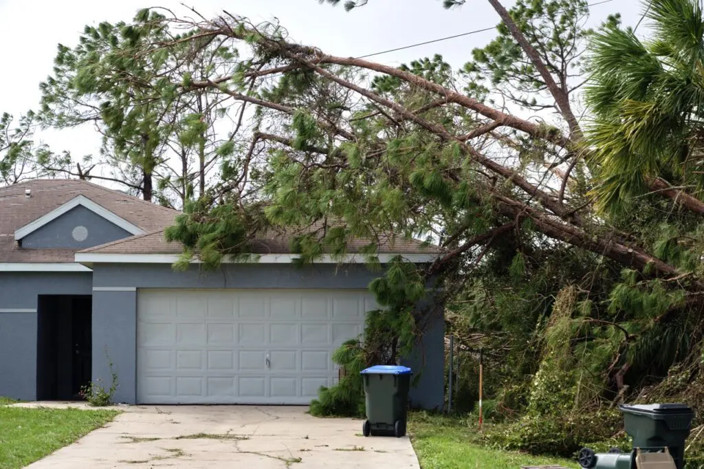 Fallen down tree on roof. Result of wind damage