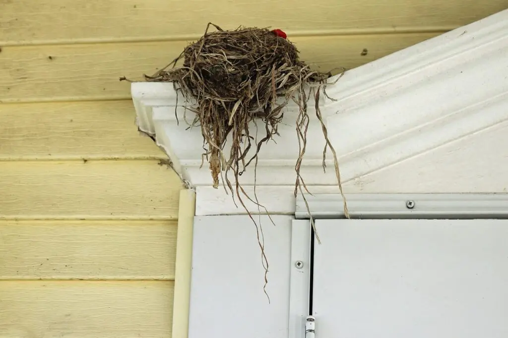 birds nest over yellow door