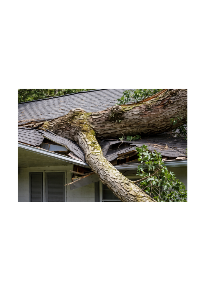 fallen tree on house